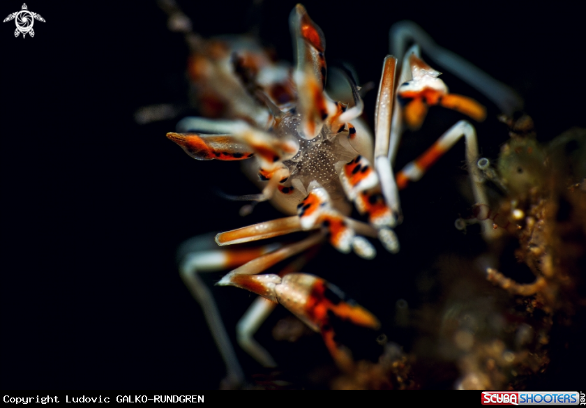 A Tiger shrimp