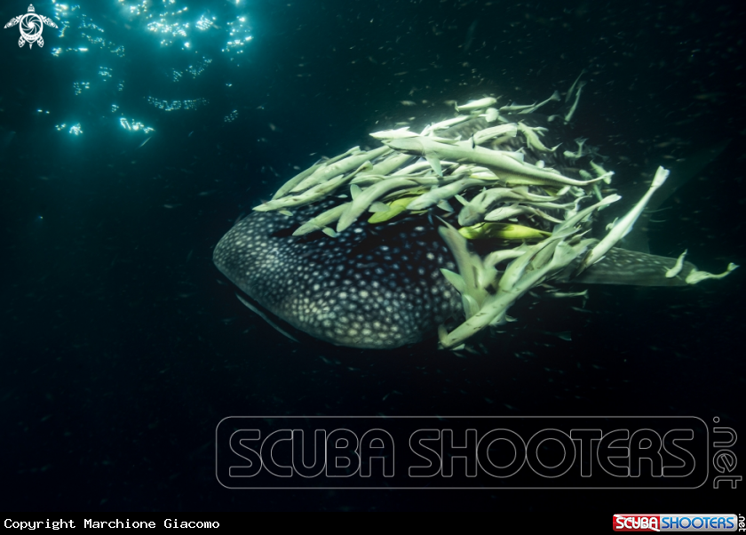 A Whale shark
