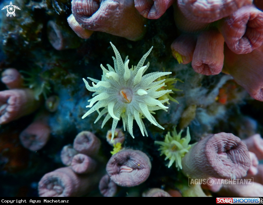 A Coral Sol
