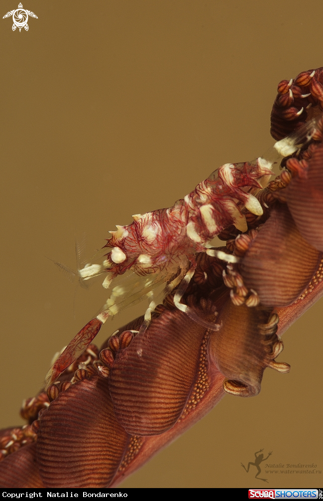 A Shrimp
