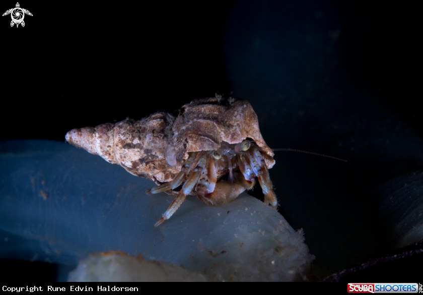 A Hermit Crab