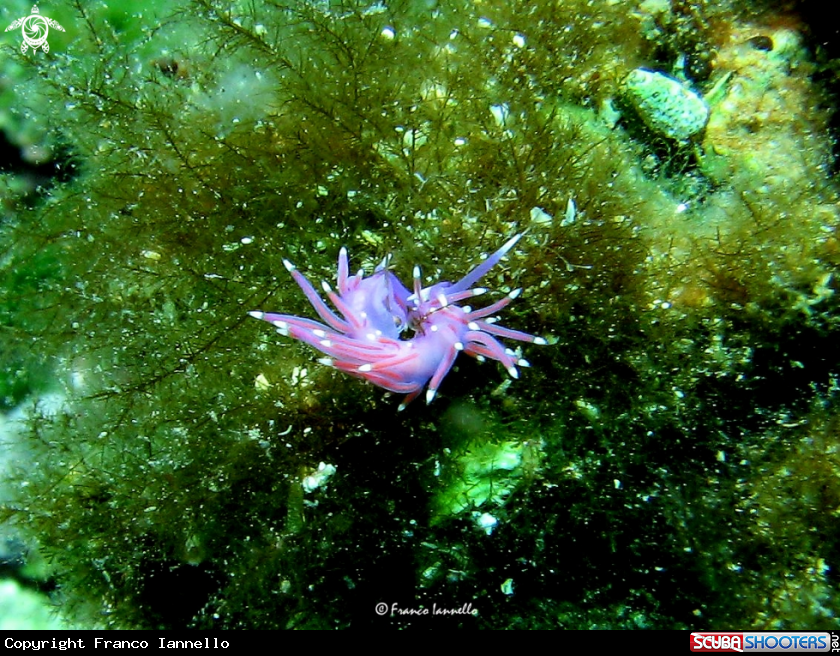 A Flabellina