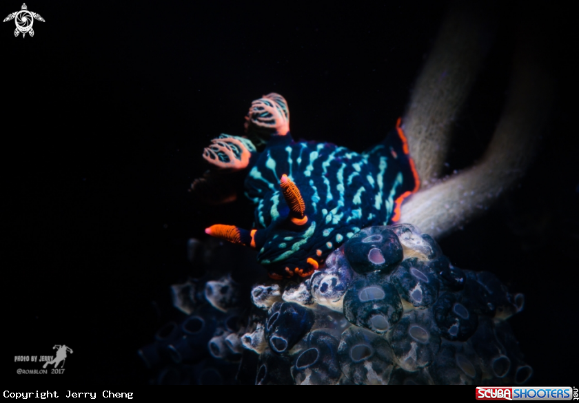 A Nudibranch