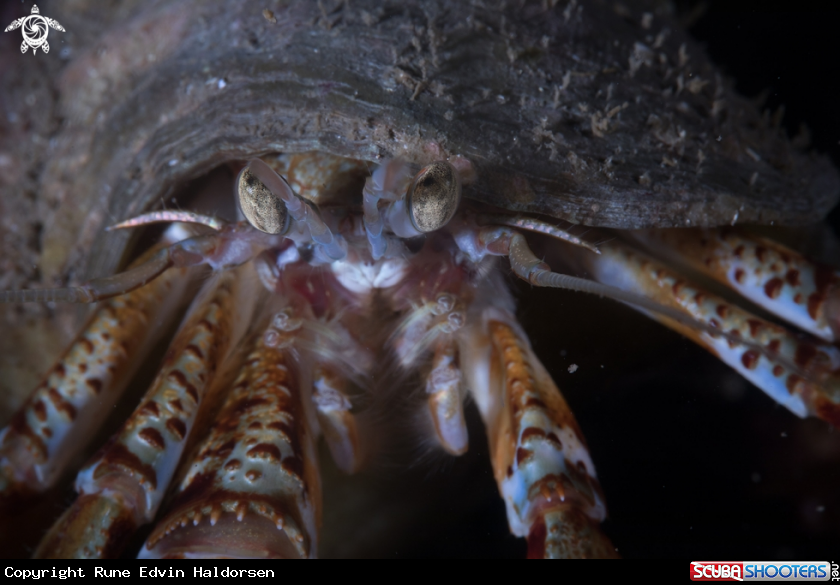A Hermit crab