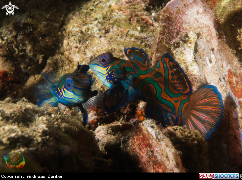 A Mandarin fish