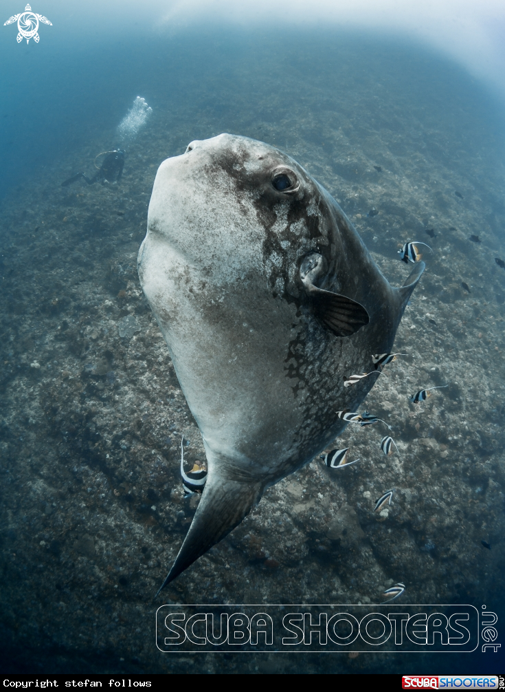 A Southern Ocean Sunfish