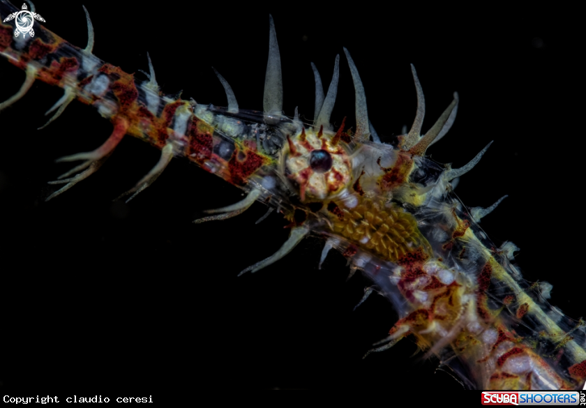 A ornate ghost pipe fish