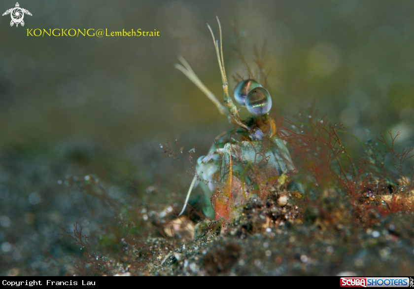 A Peacock Mantis Shrimp