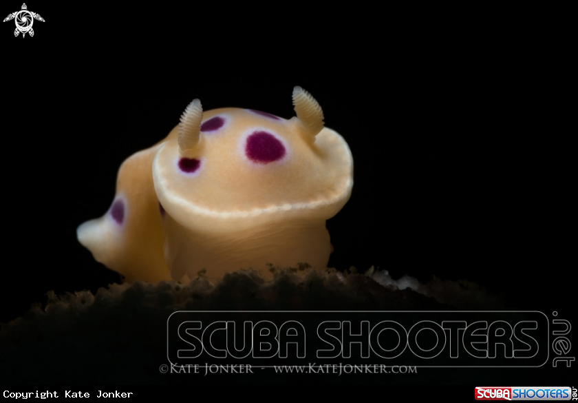 A Inkspot Nudibranch
