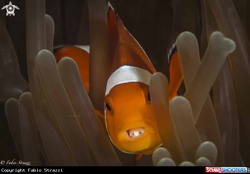 A Anemonefish