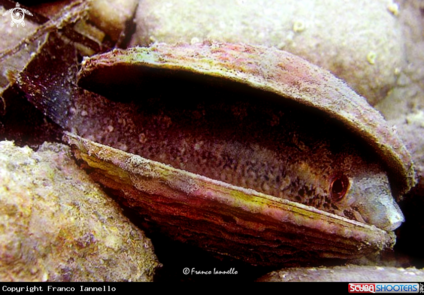 A Bivalve Fish
