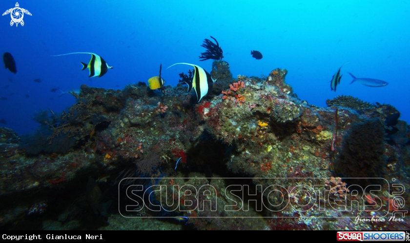 A Maldivian ambient