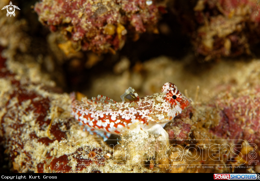 A Dragonet