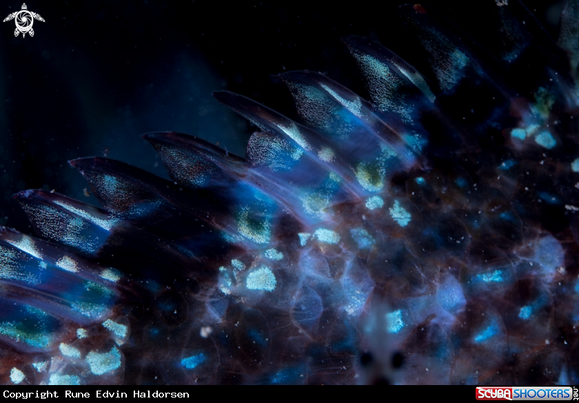 A Wrasse
