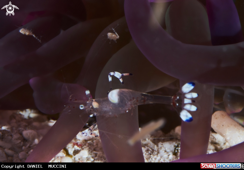A Commensal shrimp 