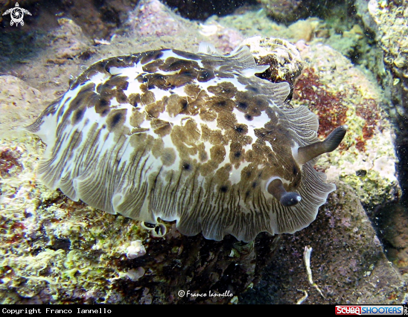 A Nudibranco