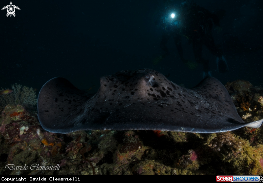 A Stingray