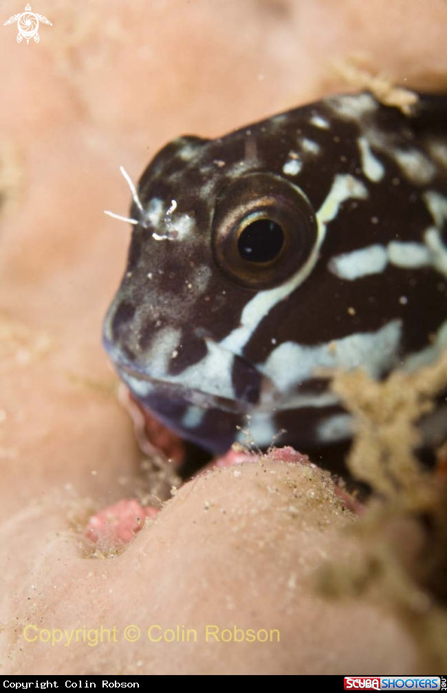 A goby fish