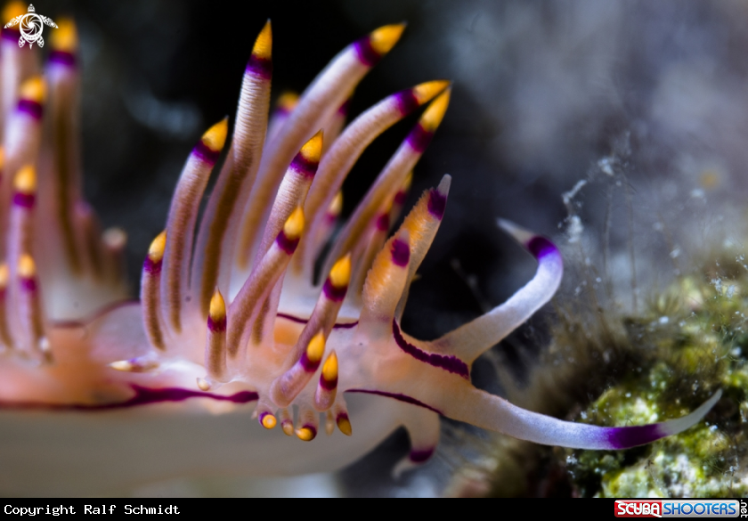 A Nudi