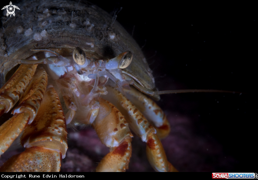 A Hermit crab
