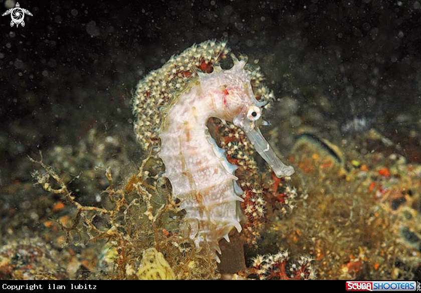 A sea horse