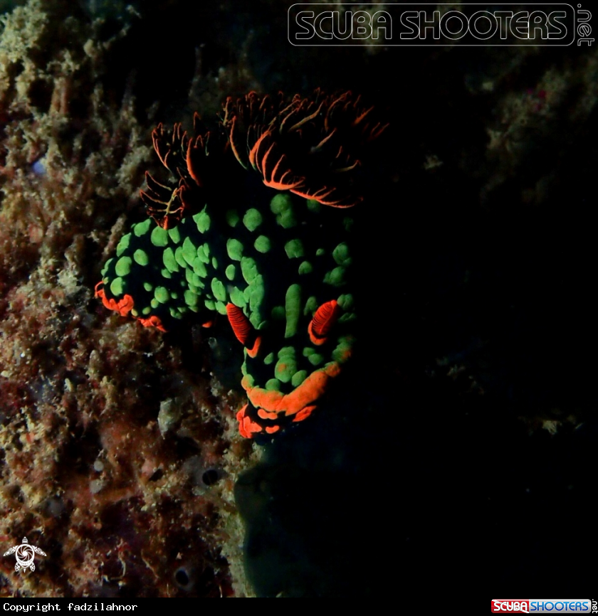 A Nudibranch