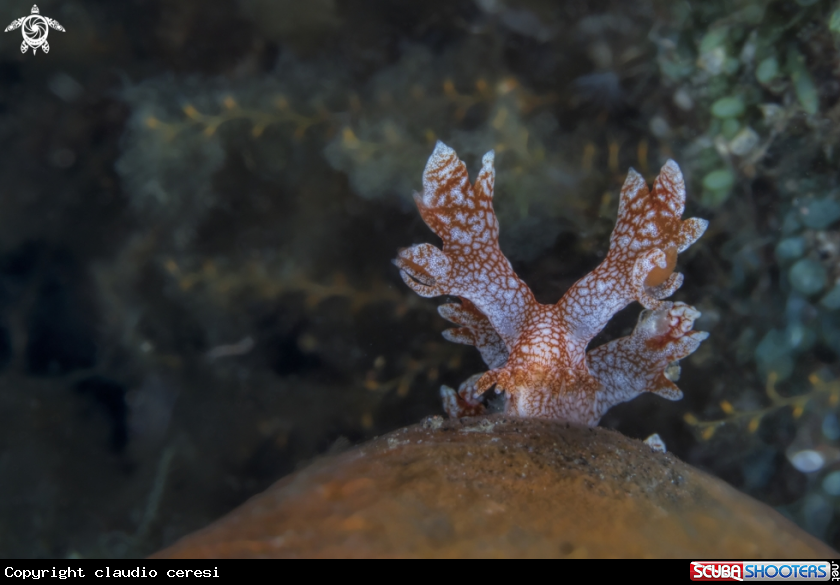 A Bornella 