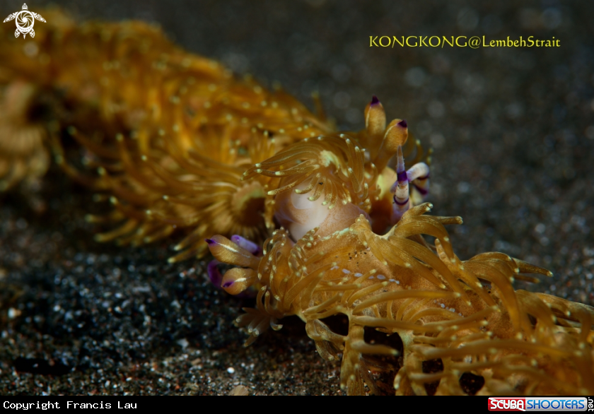 A Nudibranch
