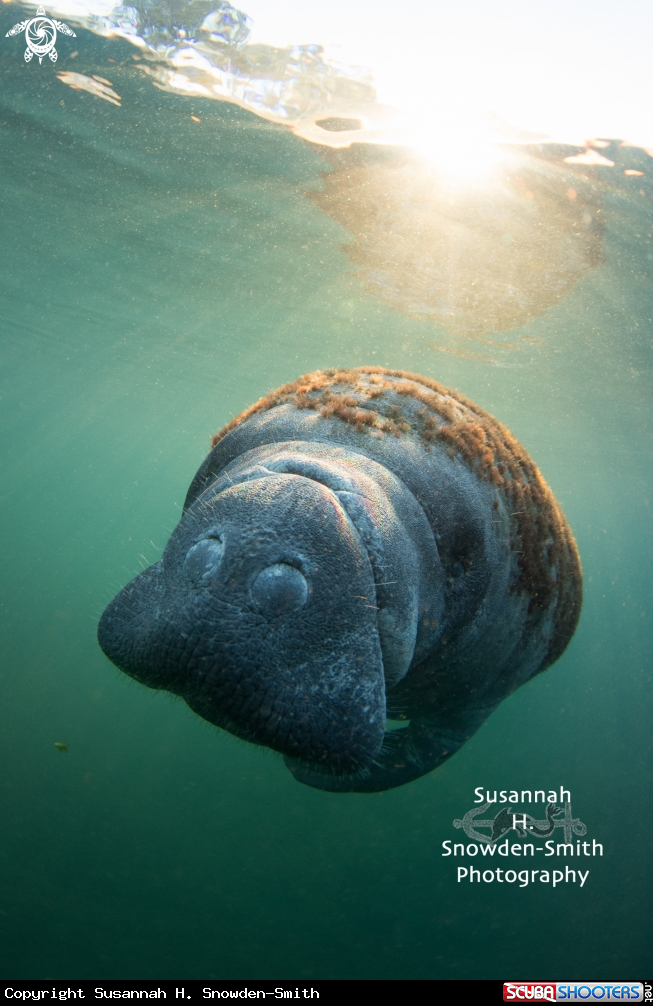 A Manatee