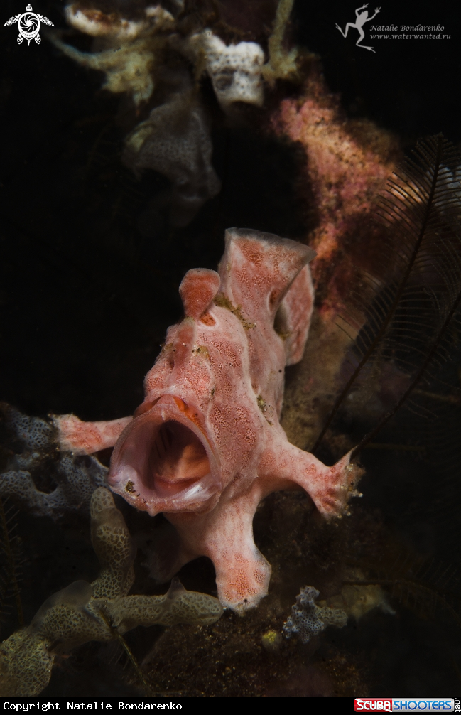 A Frog -fish