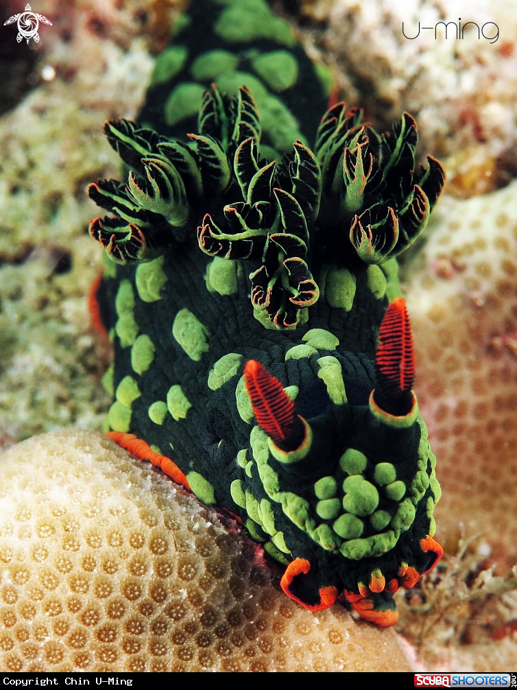 A Nembrotha Kurbayana