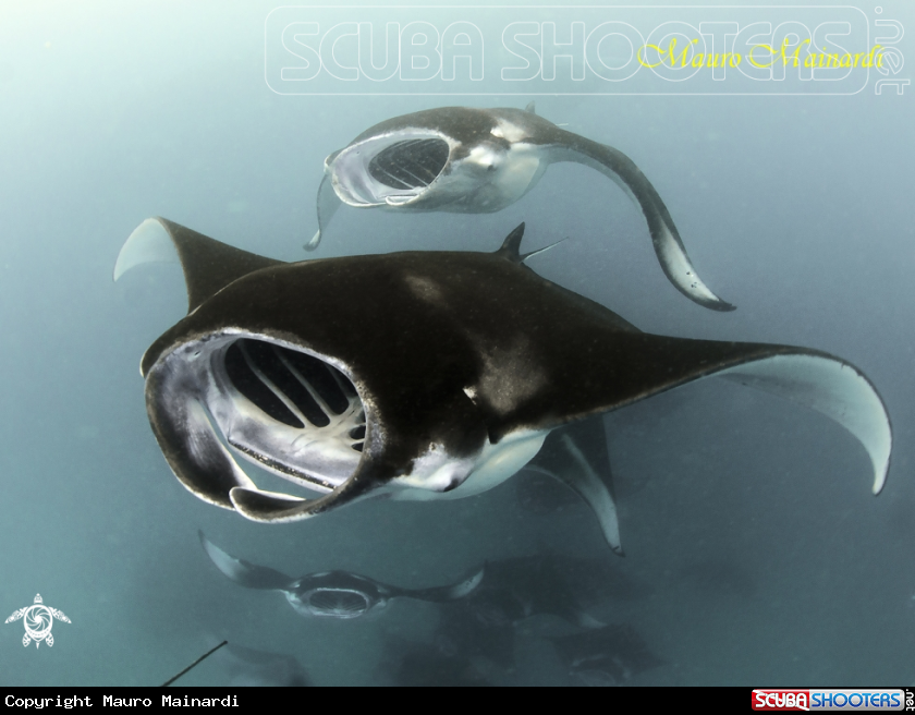 A Mantas