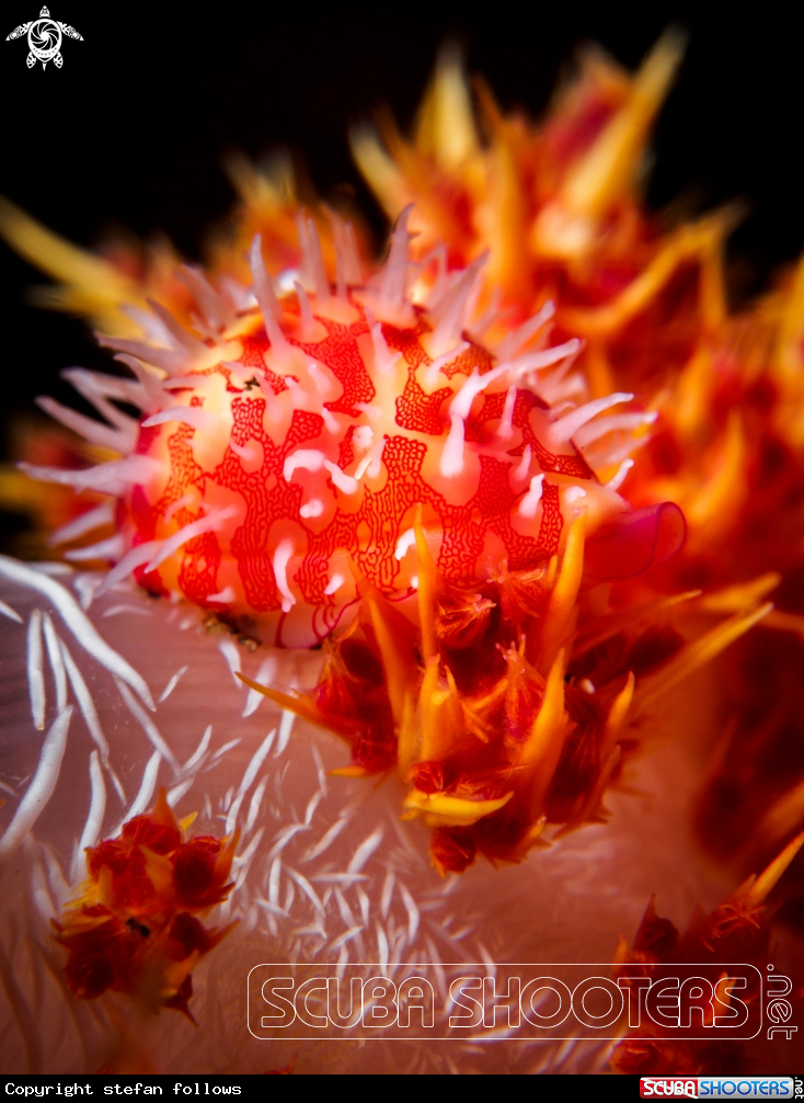 A Allied Cowrie