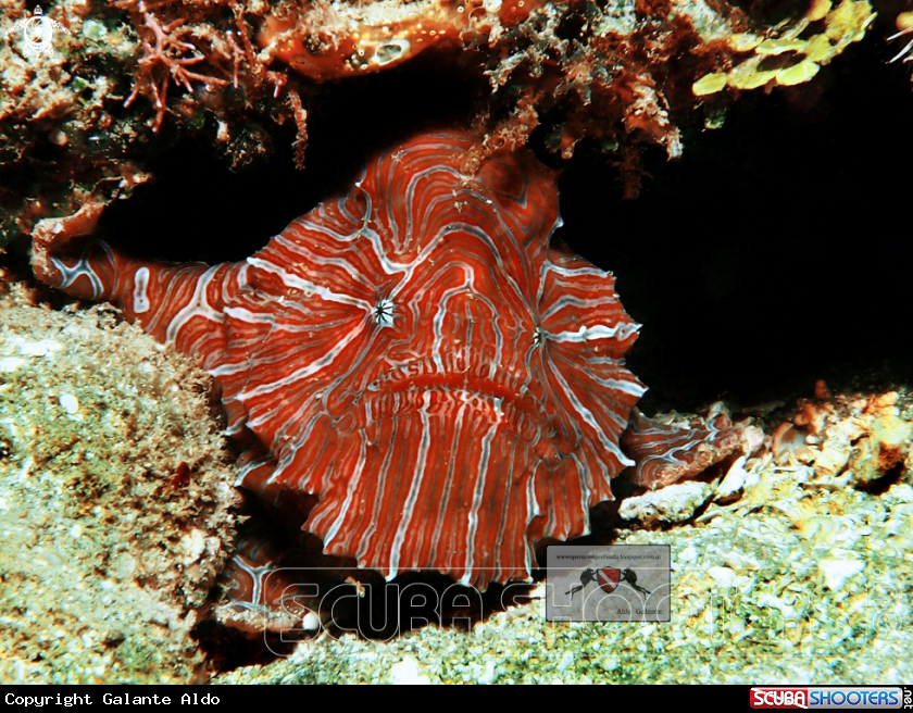 A Psychedelic Frogfish 