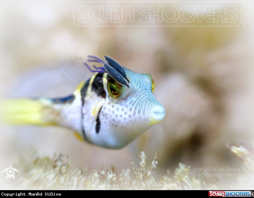 A Pufferfish