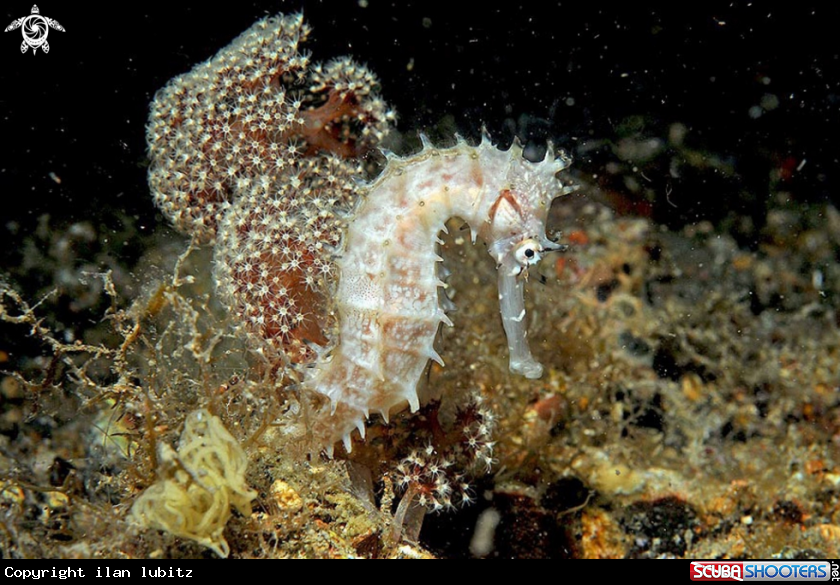 A sea horse