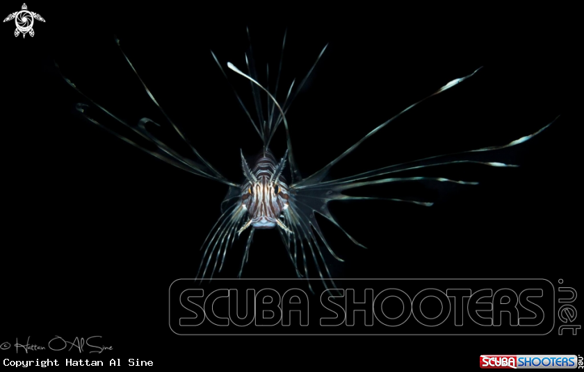 A Lion Fish