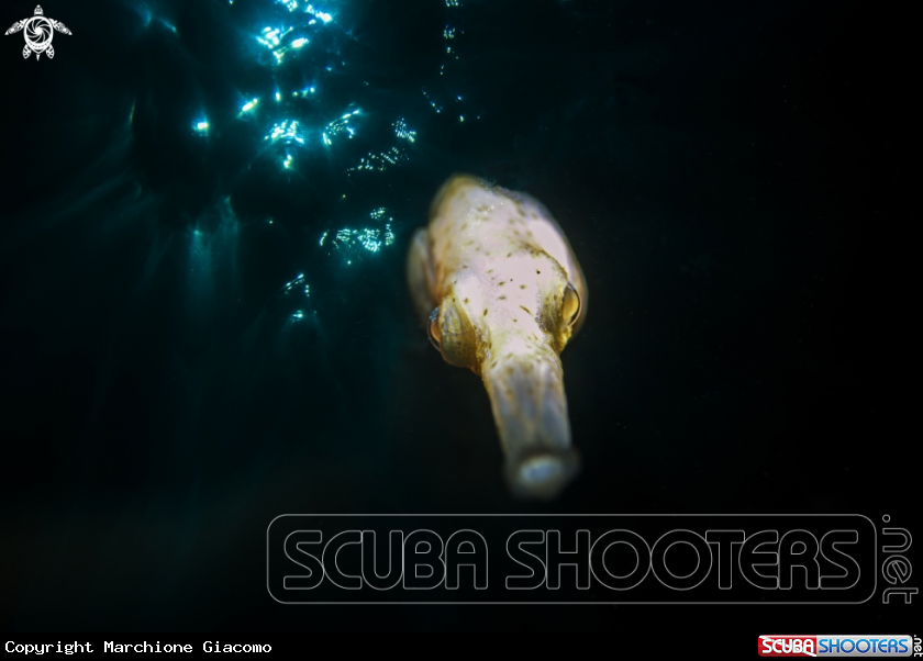 A Ben stick Pipefish