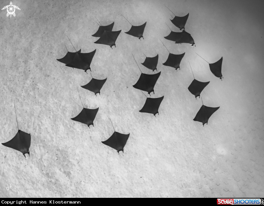 A Mobula Ray