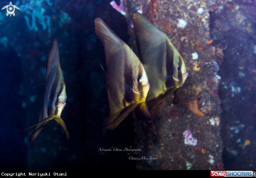 A Longfin Batfish