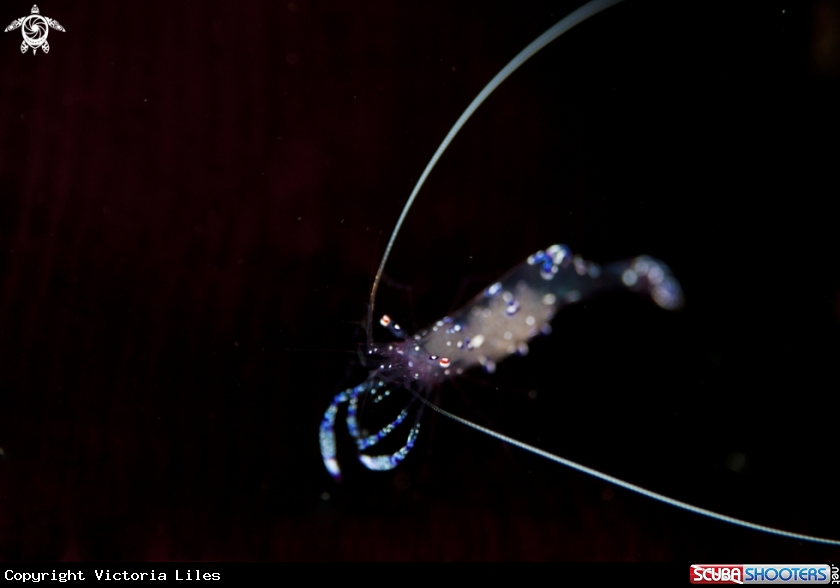 A Sarasvati Anemone Shrimp