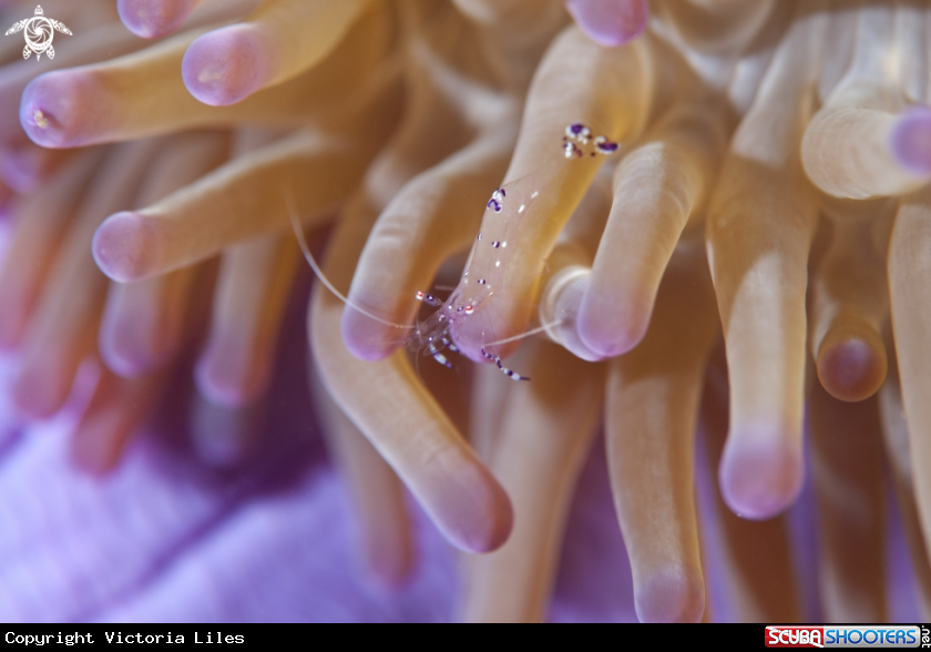 A Sarasvati Anemone Shrimp