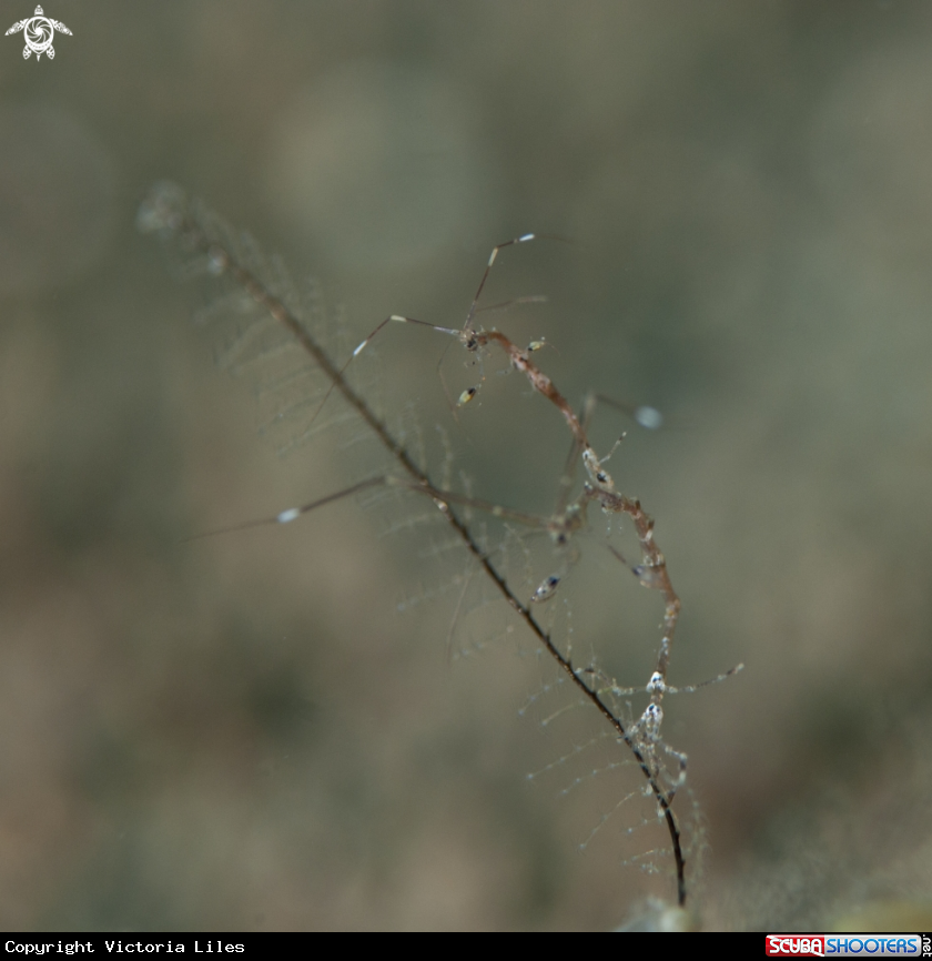 A Skeleton Shrimp