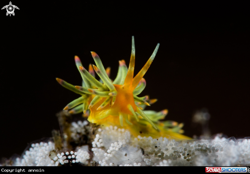 A Tenellia sp.