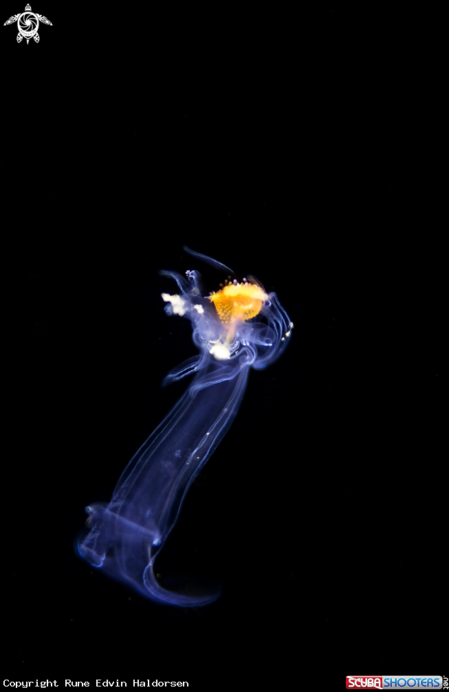A Juvenile sea star