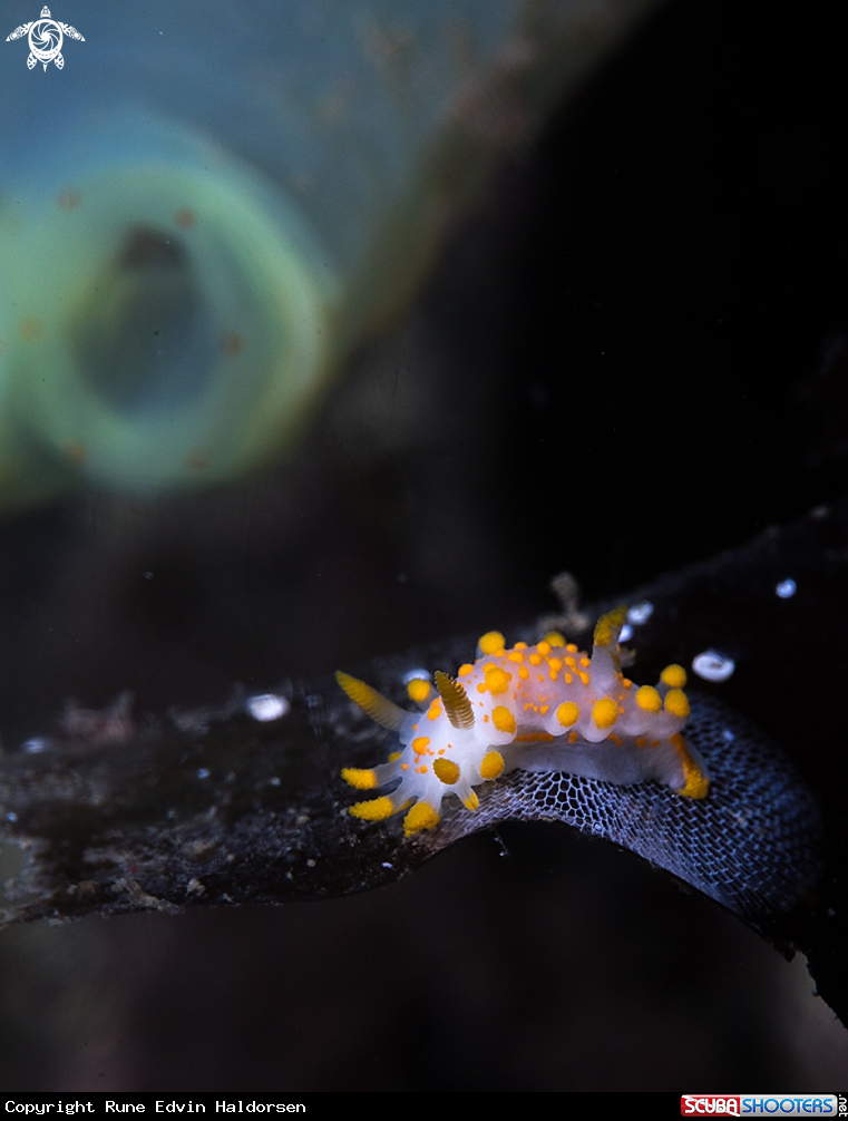 A Limacia Clavigera