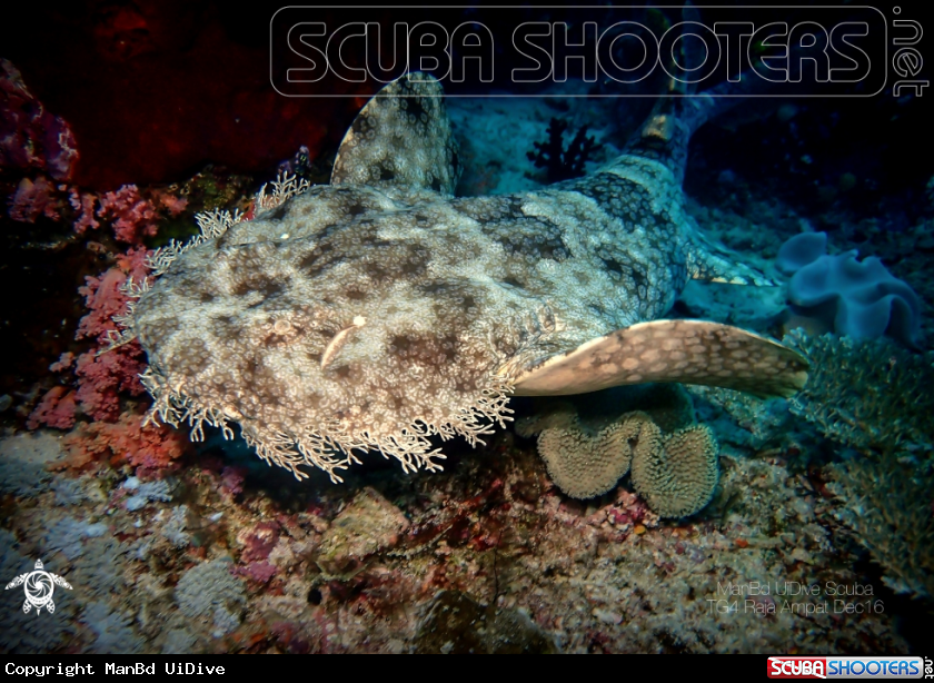 A Wobbegong Shark