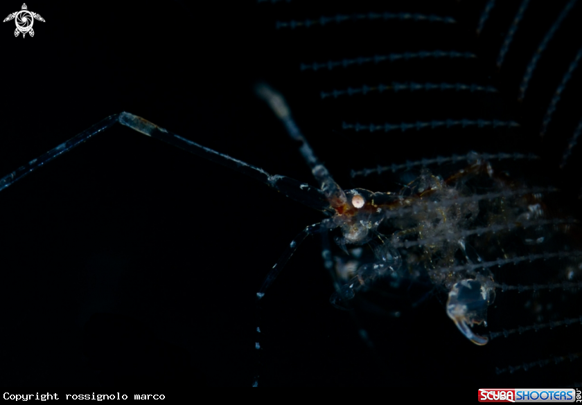 A Caprellidae 