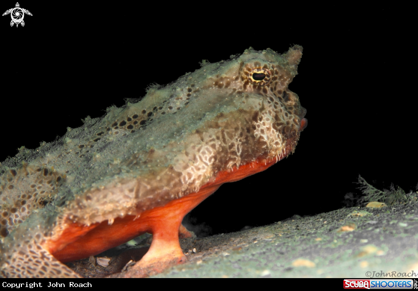 A Polka Dot Batfish
