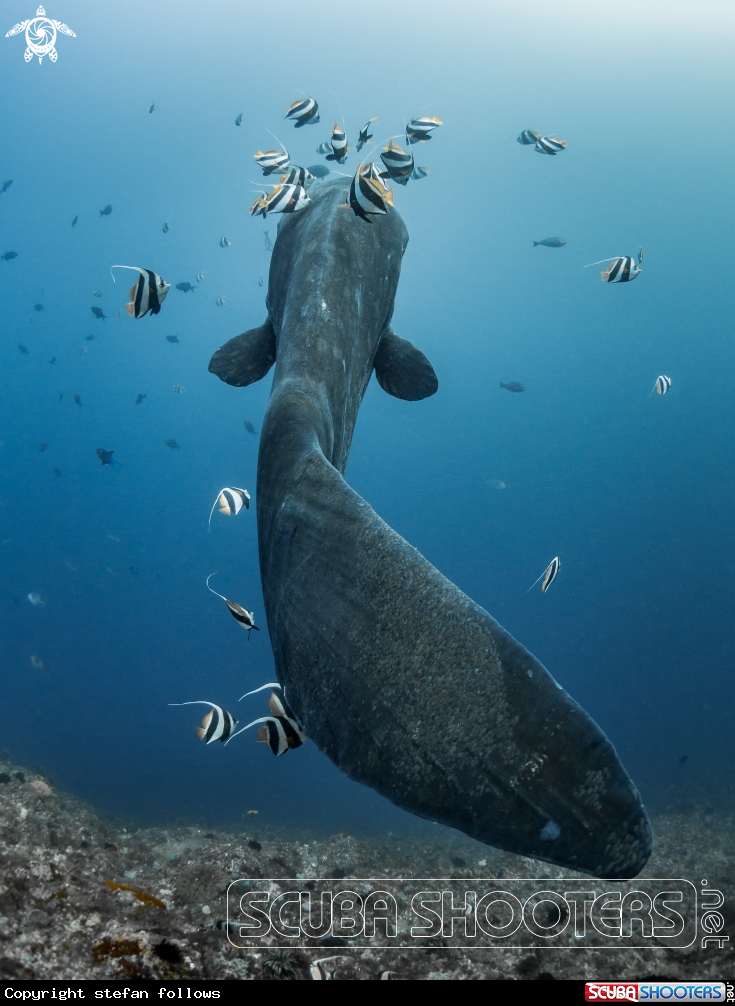 A Southern Ocean Sunfish